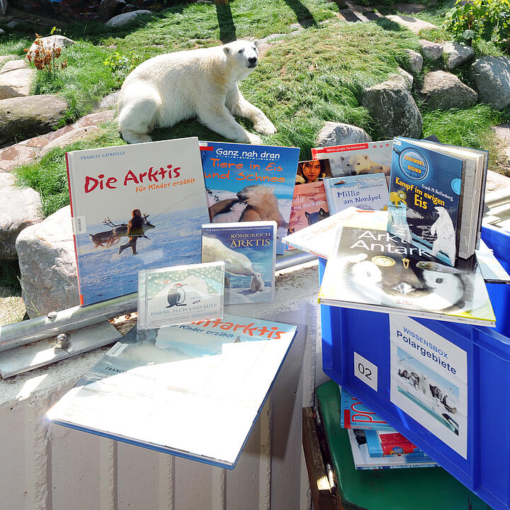 Eine Wissensbox zum Thema Arktis wurde ausgepackt und die Medien dekorativ angeordnet, im Hintergrund liegt ein Eisbär. 